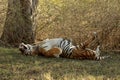 Male tiger, Panthera Tigris, Bandipur National Park, Karnataka, India Royalty Free Stock Photo