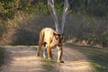 Male tiger, Panthera Tigris, Bandipur National Park, Karnataka, India Royalty Free Stock Photo