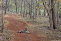 Male Tiger Sitting in the middle of forest path Tadoba Tiger reserve Maharashtra,India Royalty Free Stock Photo