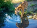 A male tiger stepping into water to cool down.