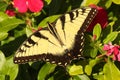 Male Tiger Swallowtail papilio glaucas Royalty Free Stock Photo