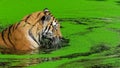 Male tiger swimming in duckweed