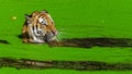 Male tiger swimming