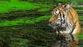 Male tiger swimming in green duckweed