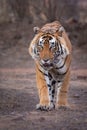 Male tiger walking, front view Royalty Free Stock Photo