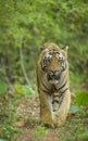 Male tiher walking headon at Tadoba Andhari Tiger Reserve