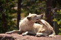 Male Timber Wolf Itching His Ear with His Foot