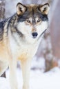 Male timber wolf