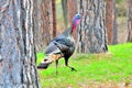 Male Tom Turkey, Bitterroot Mountains, Montana. Royalty Free Stock Photo