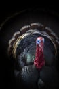 Male Tom Turkey Peers From The Shadows In This Dark But Very Colorful Portrait