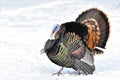 Male Tom Turkey, Westen Montana. Royalty Free Stock Photo