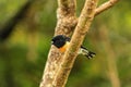 Male tomtit, South Island subspecies, native New Zealand bird sitting in tree on Bluff Hill