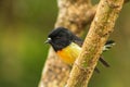 Male tomtit, South Island subspecies, native New Zealand bird sitting in tree on Bluff Hill