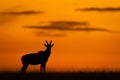 Male topi stands on horizon at sunset
