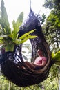 A male tourist is sitting on a large bird nest on a tree at Bali island Royalty Free Stock Photo