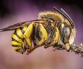Male of Trachusa interrupta bee sleeping biting a branch