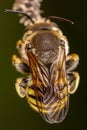 Male of Trachusa interrupta bee sleeping biting a branch