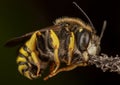 Male of Trachusa interrupta bee sleeping biting a branch