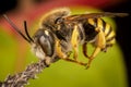 Male of Trachusa interrupta bee sleeping biting a branch