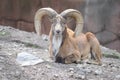 MALE TRANSCASPIAN URIAL Royalty Free Stock Photo