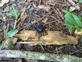 Male Trapdoor Spider Ummidia Royalty Free Stock Photo