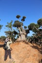 Male traveler taking pictures of ancient olive trees with knobby gnarly giant trunks and roots Royalty Free Stock Photo