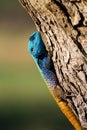 Male tree agama