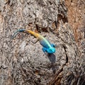 Male Tree Agama