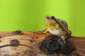 Male tree frog singing