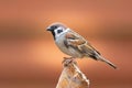 male tree sparrow in beautiful light Royalty Free Stock Photo