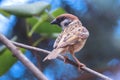 male tree sparrow close up Royalty Free Stock Photo
