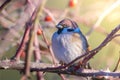 male tree sparrow perched on dog rose Royalty Free Stock Photo
