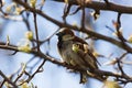 Male Tree Sparrow Perched in a Tree