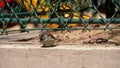 Male tree sparrows, common bird in a Paris garden