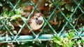 Male tree sparrows, common bird in a Paris