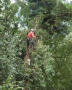 Male Tree Surgeon up a tall tree.