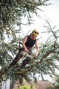 Male Tree Surgeon using a chainsaw