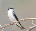 Male Tree Swallow Royalty Free Stock Photo