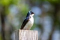 Male Tree Swallow Royalty Free Stock Photo