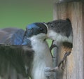 Male Tree Swallow Feeding Baby
