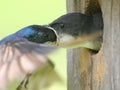 Male Tree Swallow Feeding Baby