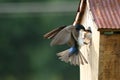 Tree Swallow Feeding Nestlings