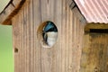 Male Tree Swallow Inspecting Nest Box Royalty Free Stock Photo