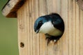 Male Tree Swallow Inspecting Nest Box Royalty Free Stock Photo