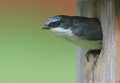 Male Tree Swallow in a Nest