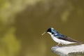 Male Tree Swallow with nesting material in his beak Royalty Free Stock Photo