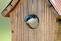 Male Tree Swallow Inspecting Nest Box Royalty Free Stock Photo
