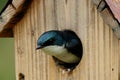 Male Tree Swallow Inspecting Nest Box Royalty Free Stock Photo