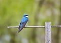 Male Tree Swallow on Perch