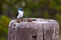 Male tree swallow sitting on a fence post in Yellowstone National Park, Wyoming Royalty Free Stock Photo